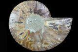 Agatized Ammonite Fossil (Half) - Madagascar #83788-1